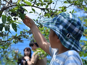 綠色舞台花之木農園　觀光摘藍莓