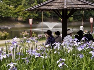 Higashi Park Japanese Iris Festival