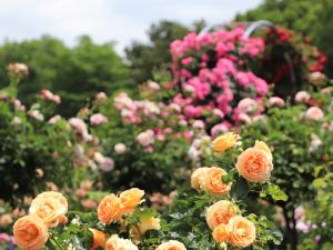 初夏的花卉節～玫瑰・花菖蒲～