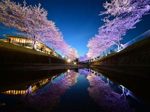 飯野川桜並木ライトアップ