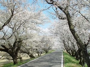 Kiso Riverbank Cherry Blossoms