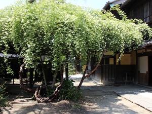 Former Oguri Family Residence
