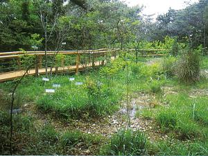 壱町田湿地植物群落一般公開