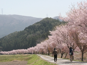 アグリステーション春まつり　名倉川沿いコヒガン桜